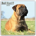 Bull Mastiff 2025 - 16-Monatskalender - Avonside Publishing Ltd