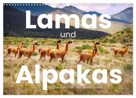 Lamas und Alpakas - Die weichen Neuweltkamele. (Wandkalender 2024 DIN A3 quer), CALVENDO Monatskalender - Sf Sf