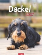 Cover-Bild zum Titel 'Dackel Kalender 2027' von ''
