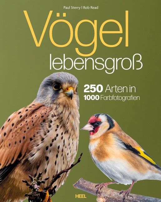 Vögel lebensgroß - Paul Sterry, Bob Read