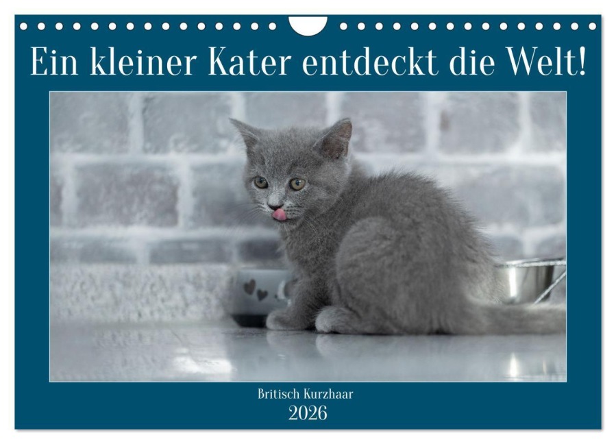 Ein kleiner Kater entdeckt die Welt! (Wandkalender 2026 DIN A4 quer), CALVENDO Monatskalender - Manuela Hartmann