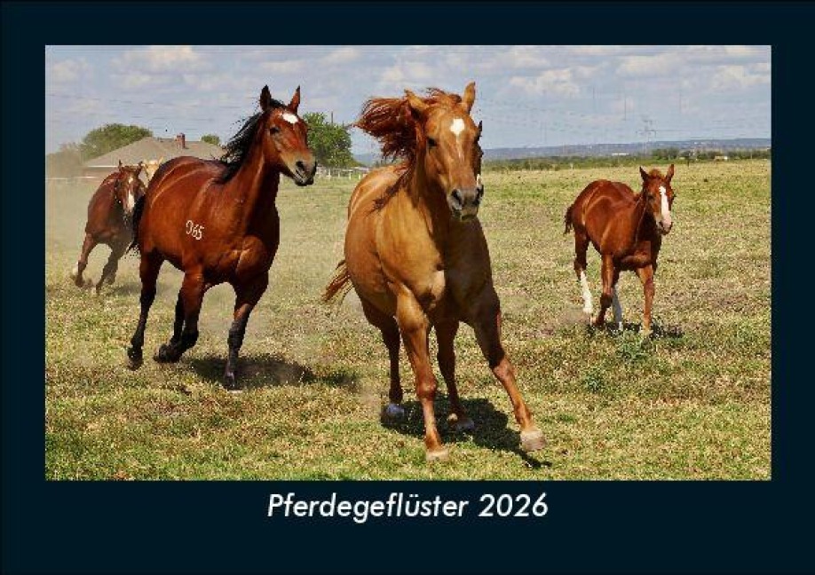 Pferdegeflüster 2026 Fotokalender DIN A5 - Tobias Becker