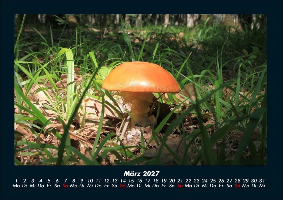 InsideView 7