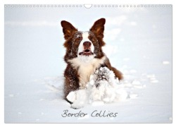 Cover-Bild zum Titel 'Border Collies (Wandkalender 2026 DIN A3 quer), CALVENDO Monatskalender' von 'Hermann Greiling'