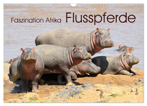Faszination Afrika: Flusspferde (Wandkalender 2024 DIN A3 quer), CALVENDO Monatskalender - Elmar Weiss