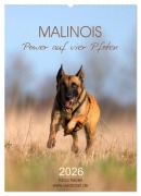 Malinois Power auf vier Pfoten (Wandkalender 2026 DIN A2 hoch), CALVENDO Monatskalender - Tanja Riedel