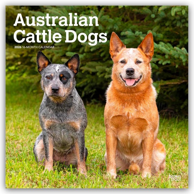 Australian Cattle Dogs 2026 - 16-Monatskalender - Browntrout Publishers