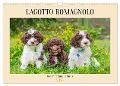 Lagotto Romagnolo - der Trüffelhund Italiens (Wandkalender 2024 DIN A3 quer), CALVENDO Monatskalender - Sigrid Starick