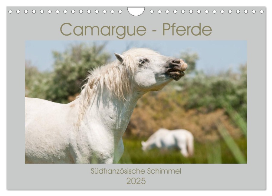 Camargue-Pferde - Südfranzösische Schimmel (Wandkalender 2025 DIN A4 quer), CALVENDO Monatskalender - Meike Bölts