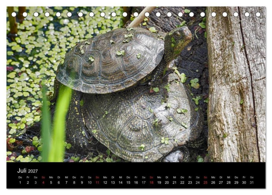 InsideView 12