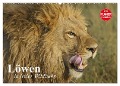 Löwen in freier Wildbahn (Wandkalender 2024 DIN A2 quer), CALVENDO Monatskalender - Elisabeth Stanzer
