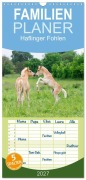 Cover-Bild zum Titel 'Familienplaner 2027 - Haflinger Fohlen mit 5 Spalten (Wandkalender, 21 x 45 cm) CALVENDO' von 'Katho Menden'