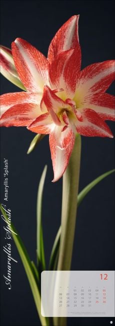InsideView 12