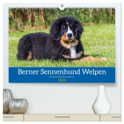 Cover-Bild zum Titel 'Berner Sennenhund Welpen - Bezaubernde Plüschbärchen (hochwertiger Premium Wandkalender 2026 DIN A2 quer), Kunstdruck in Hochglanz' von 'Jana K. Fotografie'