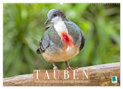 Cover-Bild zum Titel 'Tauben: vielfarbiges Gefieder und prächtige Federkrone (Wandkalender 2026 DIN A2 quer), CALVENDO Monatskalender' von 'Calvendo Calvendo'