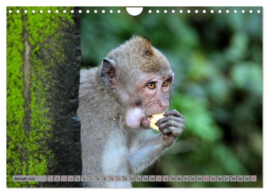 InsideView 6