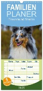 Familienplaner 2025 - Traumhund Sheltie mit 5 Spalten (Wandkalender, 21 x 45 cm) CALVENDO - Sigrid Starick