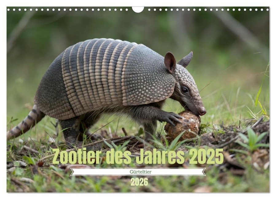 Zootier des Jahres 2025 - Gürteltier (Wandkalender 2026 DIN A3 quer), CALVENDO Monatskalender - Stacey Herz