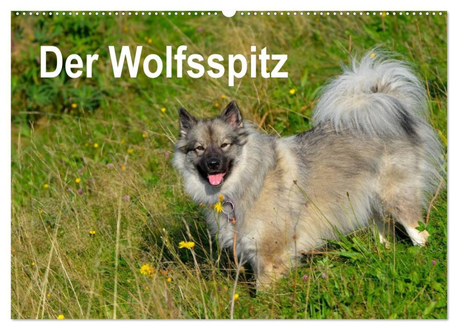 Der Wolfsspitz (Wandkalender 2026 DIN A2 quer), CALVENDO Monatskalender - S. Werner-Ney