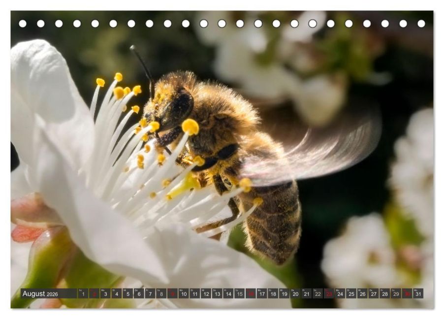 InsideView 13