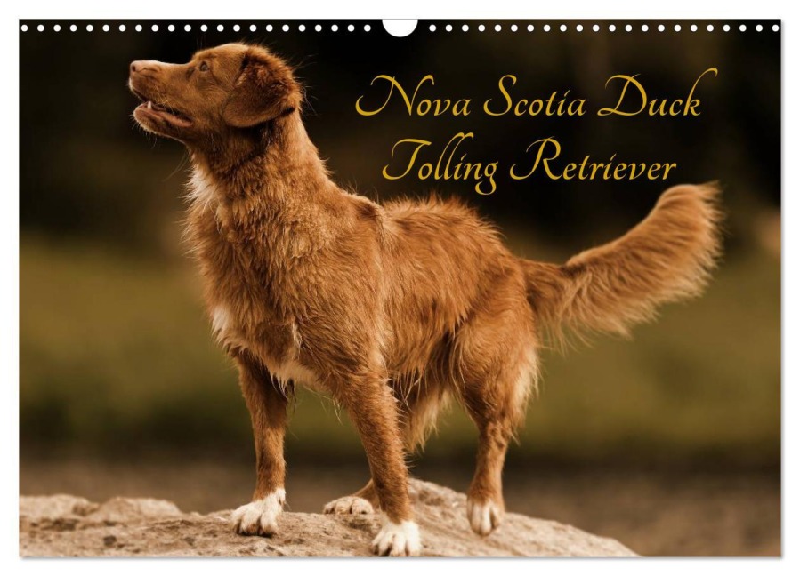 Nova Scotia Duck Tolling Retriever (Wandkalender 2026 DIN A3 quer), CALVENDO Monatskalender - Beatrice Müller Hundefotowerk