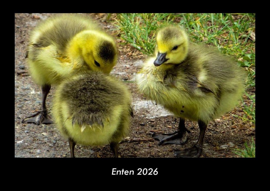 Enten 2026 Fotokalender DIN A3 - Tobias Becker