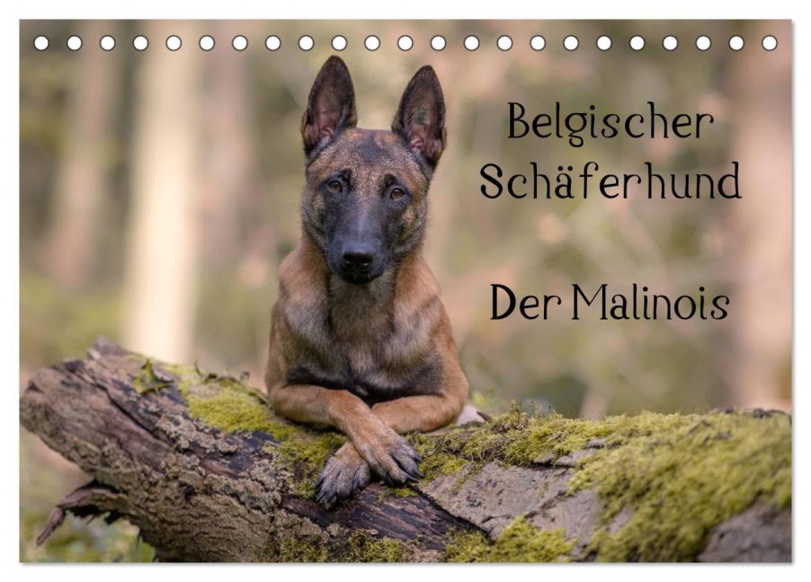 Belgischer Schäferhund - Der Malinois (Tischkalender 2026 DIN A5 quer), CALVENDO Monatskalender - Tanja Brandt