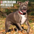 Just American Pit Bull Terriers 2024 12 X 12 Wall Calendar - Willow Creek Press