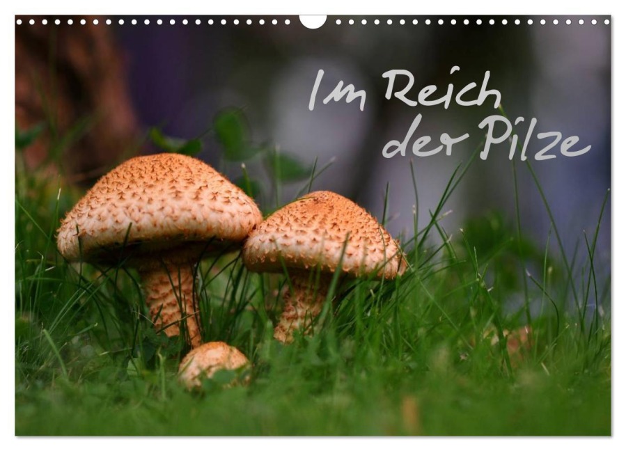 Im Reich der Pilze (Wandkalender 2026 DIN A3 quer), CALVENDO Monatskalender - 