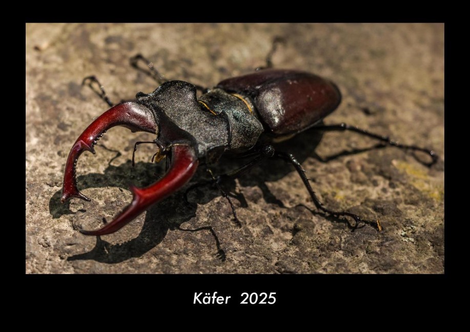 Käfer 2025 Fotokalender DIN A3 - Tobias Becker