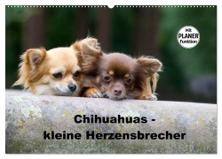 Chihuahuas - kleine Herzensbrecher (Wandkalender 2026 DIN A2 quer), CALVENDO Monatskalender - Verena Scholze