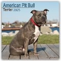 American Pit Bull Terrier 2025 - 16-Monatskalender - Avonside Publishing Ltd