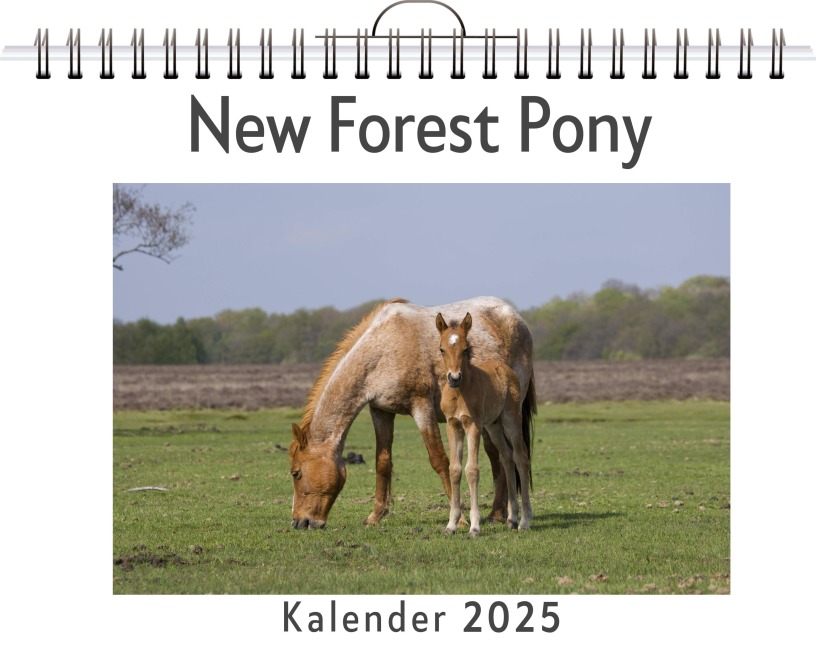 New Forest Pony - Elias Klein