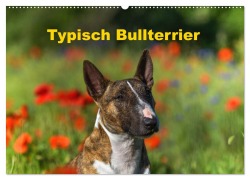 Typisch Bullterrier (Wandkalender 2025 DIN A2 quer), CALVENDO Monatskalender - Yvonne Janetzek