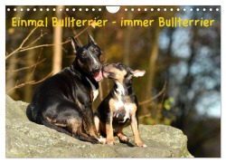 Cover-Bild zum Titel 'Einmal Bullterrier - immer Bullterrier (Wandkalender 2026 DIN A4 quer), CALVENDO Monatskalender' von 'Yvonne Janetzek'