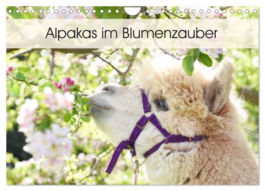 Alpakas im Blumenzauber (Wandkalender 2025 DIN A4 quer), CALVENDO Monatskalender - Heidi Rentschler