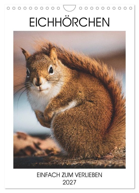 Eichhörnchen - Einfach zum Verlieben (Wandkalender 2027 DIN A4 hoch), CALVENDO Monatskalender - Same