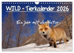 Cover-Bild zum Titel 'WILD - Tierkalender 2026 (Wandkalender 2026 DIN A4 quer), CALVENDO Monatskalender' von 'Marco Colombo'