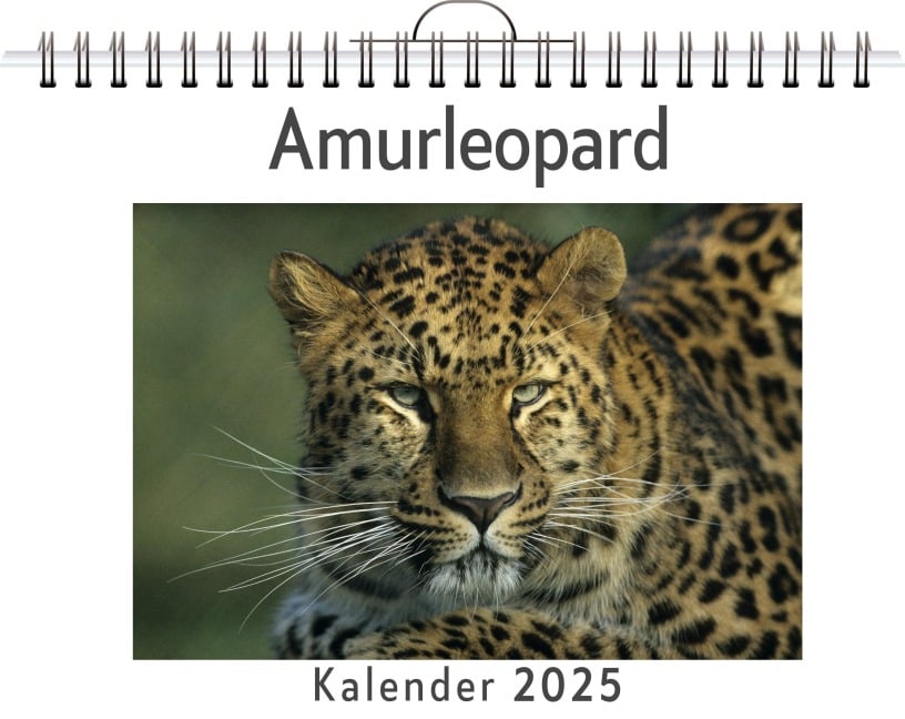 Amurleopard - Hannah Koch