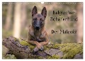 Belgischer Schäferhund - Der Malinois (Wandkalender 2025 DIN A3 quer), CALVENDO Monatskalender - Tanja Brandt