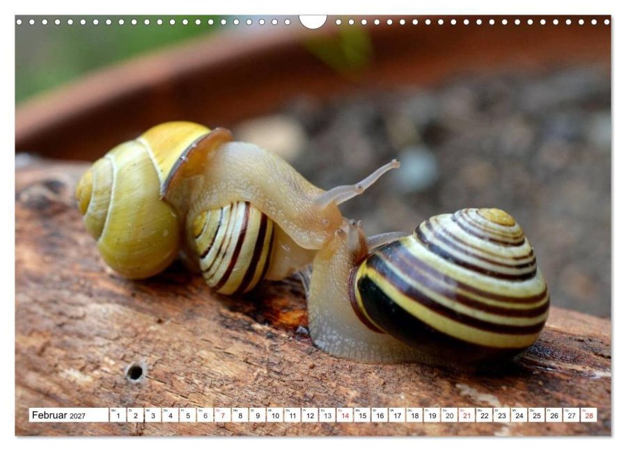 InsideView 7