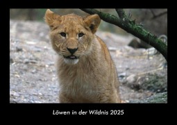 Cover-Bild zum Titel 'Löwen in der Wildnis 2025 Fotokalender DIN A3' von 'Tobias Becker'