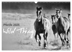 Cover-Bild zum Titel 'Pferde 2026 Wild Thing (Wandkalender 2026 DIN A3 quer), CALVENDO Monatskalender' von 'Sabine Peters'