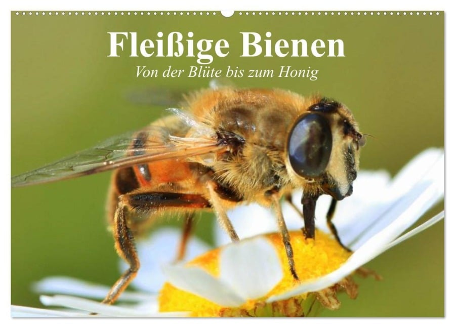 Fleißige Bienen. Von der Blüte bis zum Honig (Wandkalender 2025 DIN A2 quer), CALVENDO Monatskalender - Elisabeth Stanzer