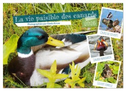 La vie paisible des canards (Calendrier mural 2026 DIN A2 vertical), CALVENDO calendrier mensuel - Gisela Kruse
