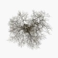 Cover-Bild zum Titel 'Tree' von 'John Metcalfe'