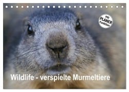 Cover-Bild zum Titel 'Wildlife - Verspielte Murmeltiere (Tischkalender 2027 DIN A5 quer), CALVENDO Monatskalender' von 'Susan Michel CH'