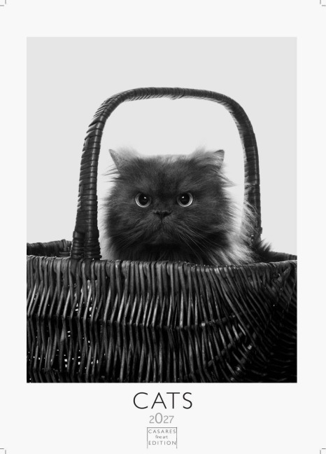 Cats schwarz-weiss Kalender 2027 - Wandkalender | Fotokalender Tierkalender Grosses Format 59x42cm. - Katzenkalender | Perfekt für Katzenliebhaber und Tierkalenderfans - 