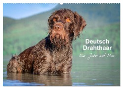 Deutsch Drahthaar - Ein Jahr mit Max (Wandkalender 2025 DIN A2 quer), CALVENDO Monatskalender - Wuffclick-Pic Wuffclick-Pic