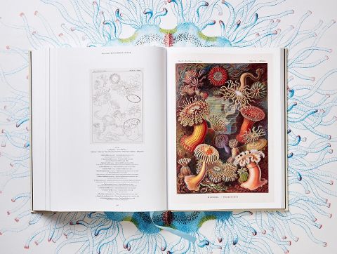 InsideView 13